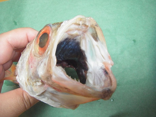 北陸発の人気魚種 のどぐろ について改めてまとめてみました ノドグロ あかむつ まとめ 魚仕入れは金沢直送 居酒屋応援隊 ブログ