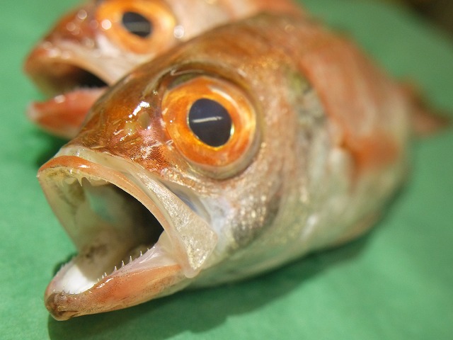 北陸発の人気魚種 のどぐろ について改めてまとめてみました ノドグロ あかむつ まとめ 魚仕入れは金沢直送 居酒屋応援隊 ブログ