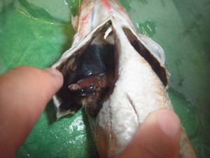 超高級魚ノドグロ 焼き魚や煮付けに最適な大きさのものが入荷しました その名も ノドグロセミドレス 大 魚仕入れは金沢直送 居酒屋応援隊 ブログ