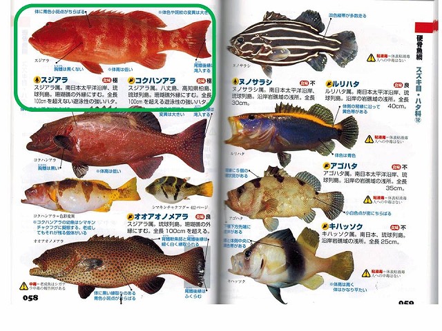 超高級魚キジハタが残りあとわずか 魚仕入担当者の皆様お急ぎください 魚仕入れは金沢直送 居酒屋応援隊 ブログ