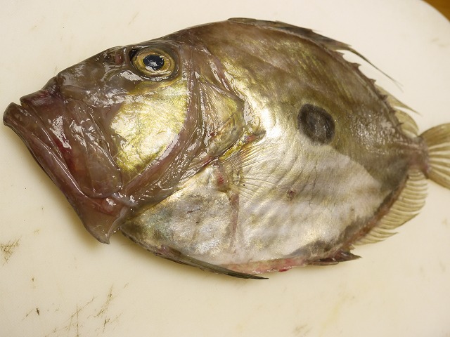 車鯛ってどんな鯛 洋食料理でも和食で刺身や昆布〆でも使われる白身魚です 魚仕入れは金沢直送 居酒屋応援隊 ブログ