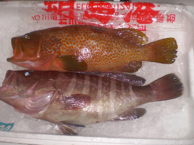 寒ブリで有名な氷見産の超高級魚 きじはた を少しだけ凍結してみました 魚仕入れは金沢直送 居酒屋応援隊 ブログ