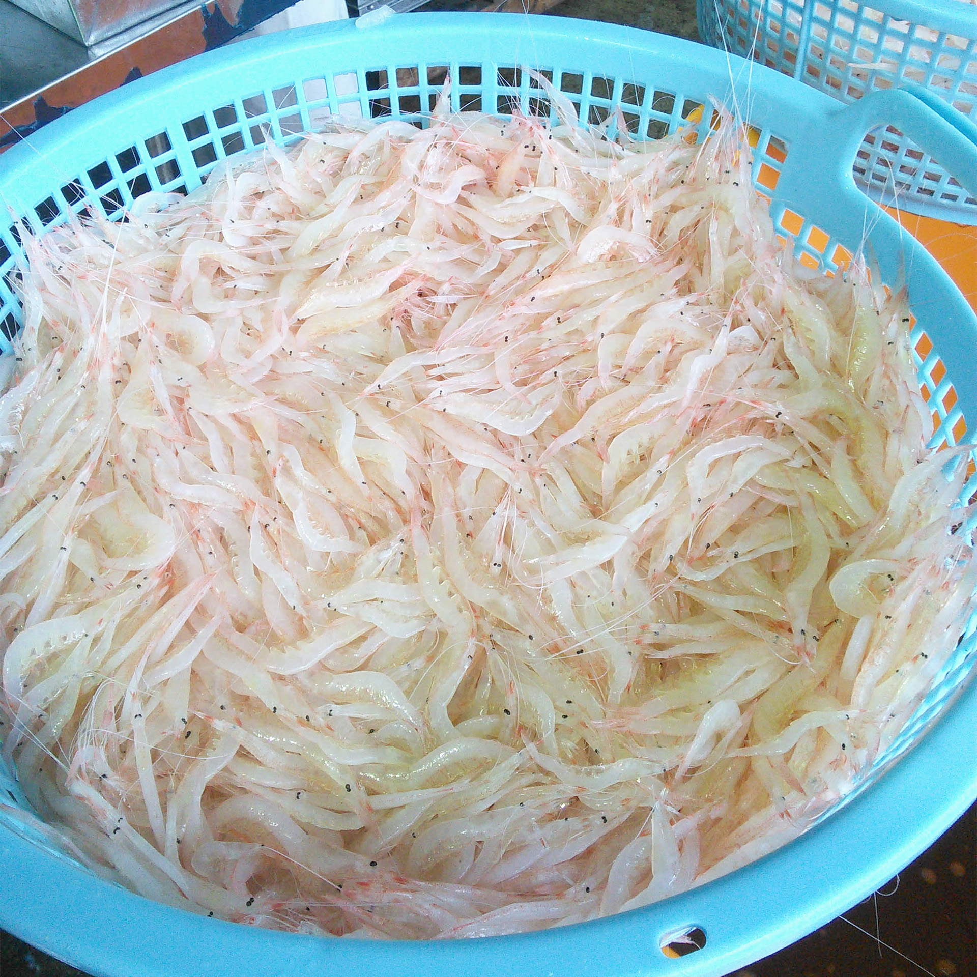 漁港でザルに並ぶシロエビ