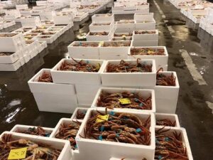 ずわいがに漁解禁