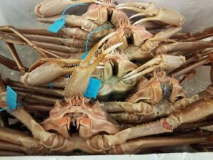 ズワイガニ漁解禁