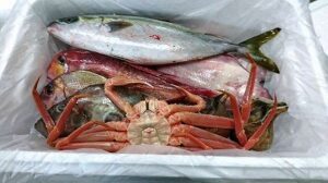 きときと鮮魚セットズワイガニ入り