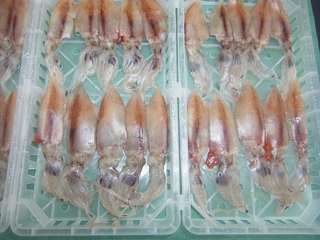 地物ほたるいかしゃぶしゃぶ用３０尾