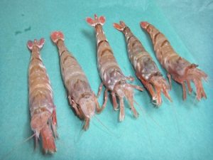 ガスエビ鮮魚流通
