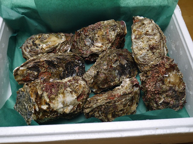 富山県産天然岩牡蠣