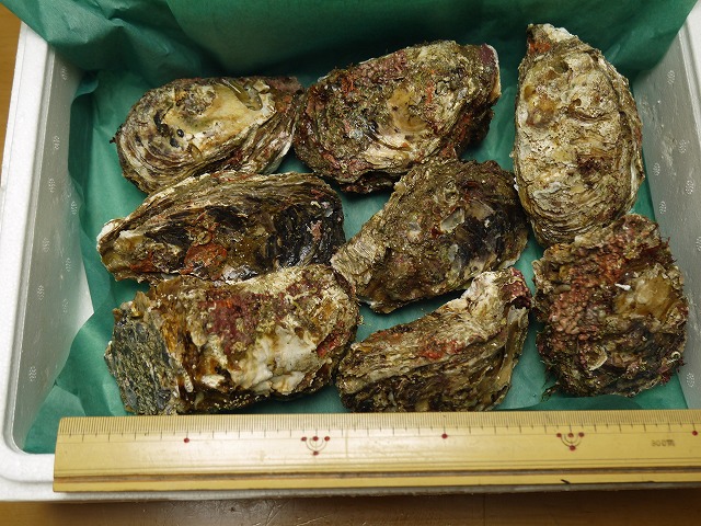 富山県魚津産天然岩牡蠣の中身