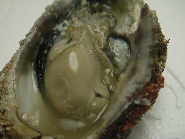 富山県産天然岩牡蠣を開けたところ