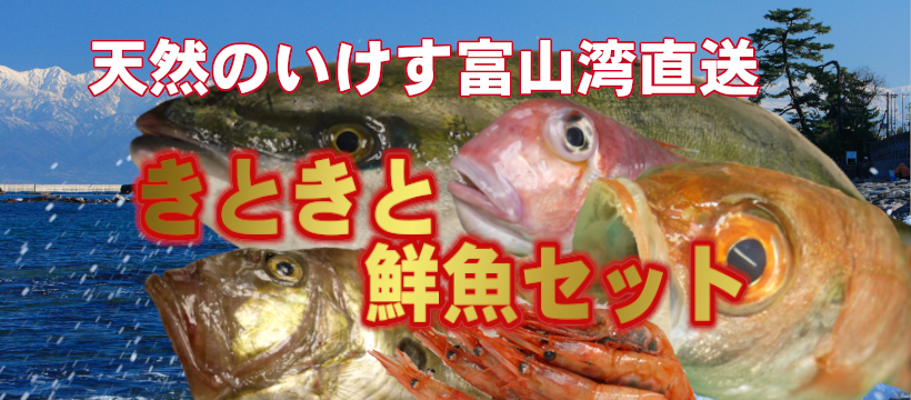 天然のいけす富山湾直送　きときと鮮魚セット