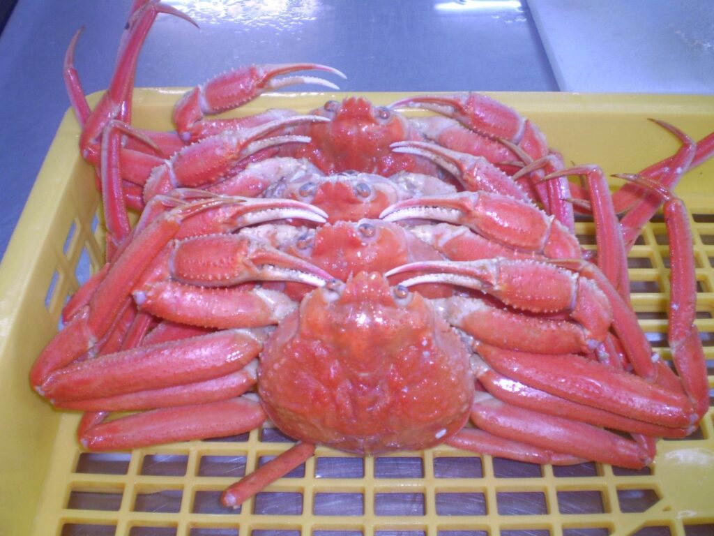 ボイルもできますズワイガニ