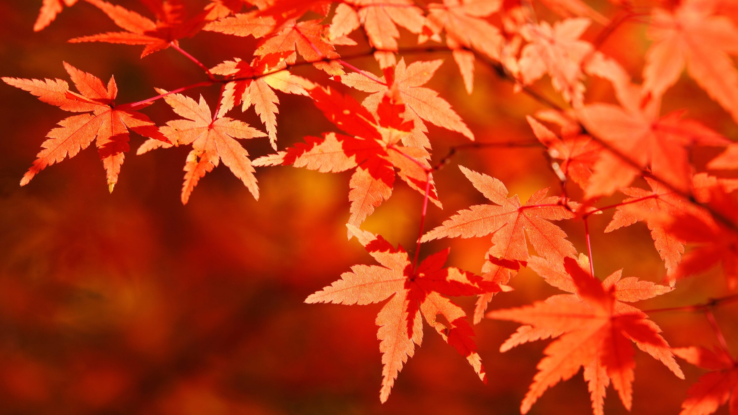 秋と紅葉のイメージ画像