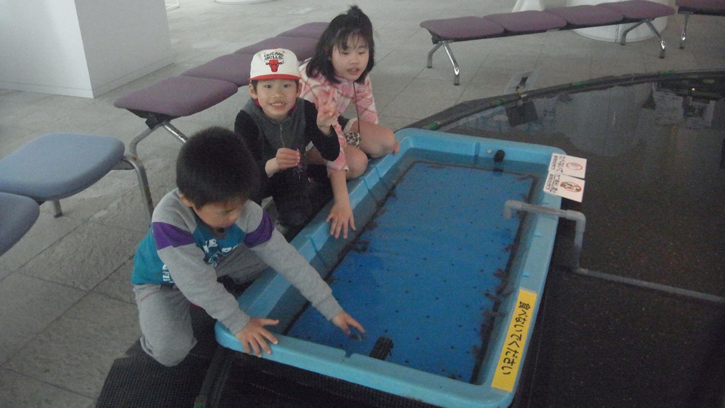 ほたるいかミュージアムでホタルイカと遊ぶ