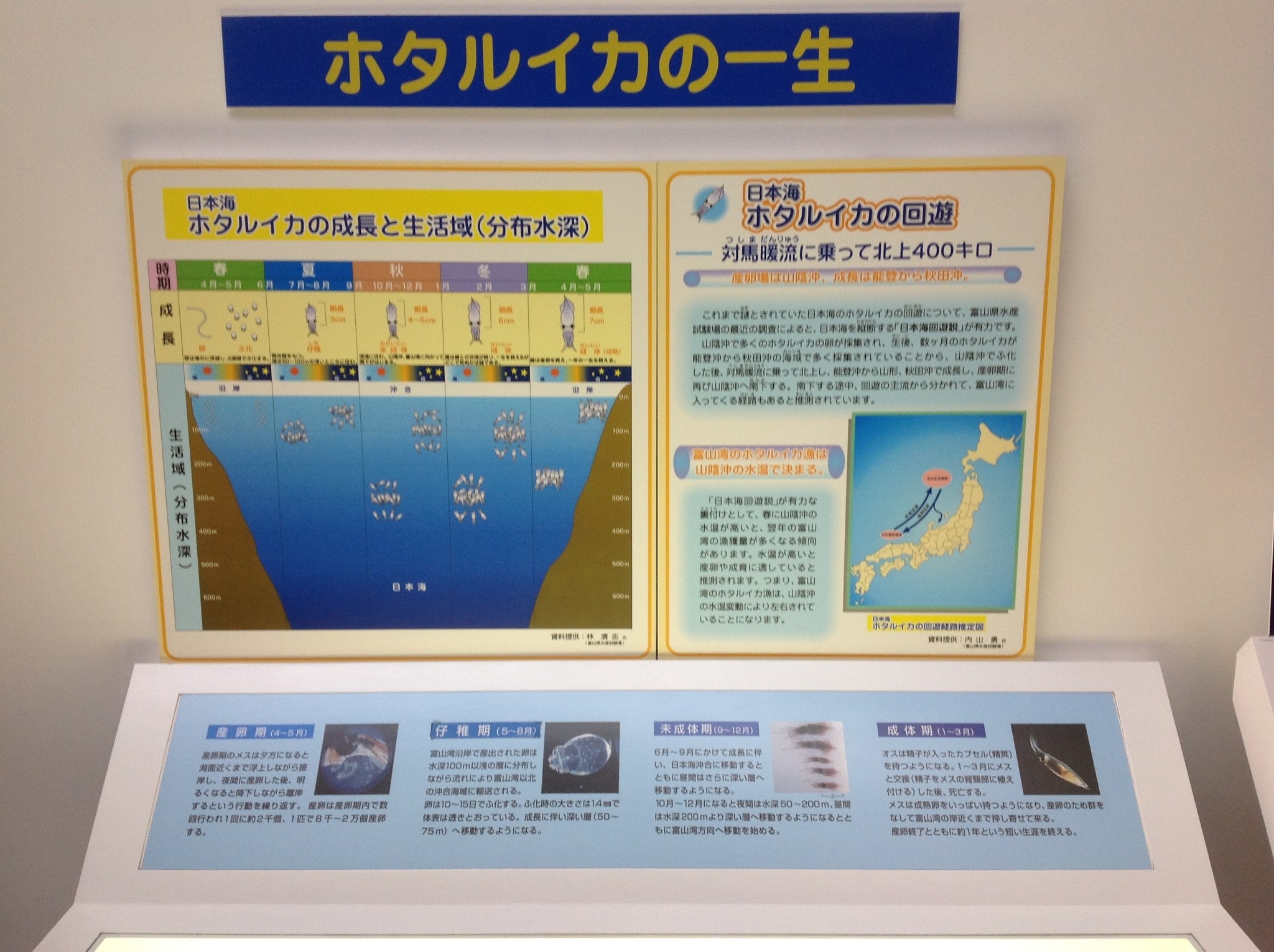ほたるいかミュージアム展示内容