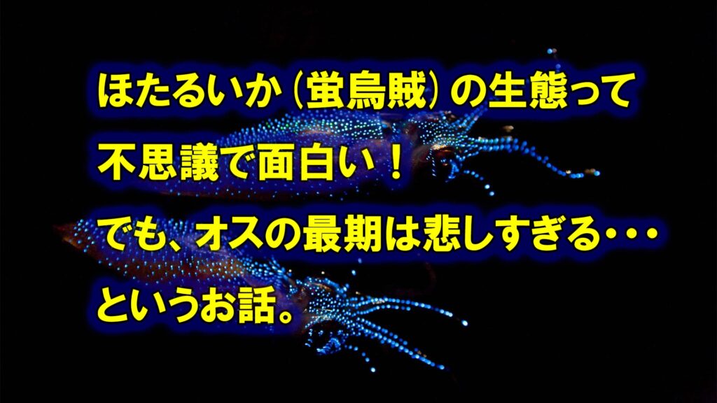 ほたるいか(蛍烏賊)の生態って不思議で面白い！でも、オスの最期は悲しすぎる・・・というお話。