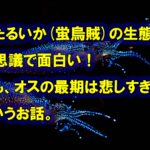 ほたるいか(蛍烏賊)の生態って不思議で面白い！でも、オスの最期は悲しすぎる・・・というお話。