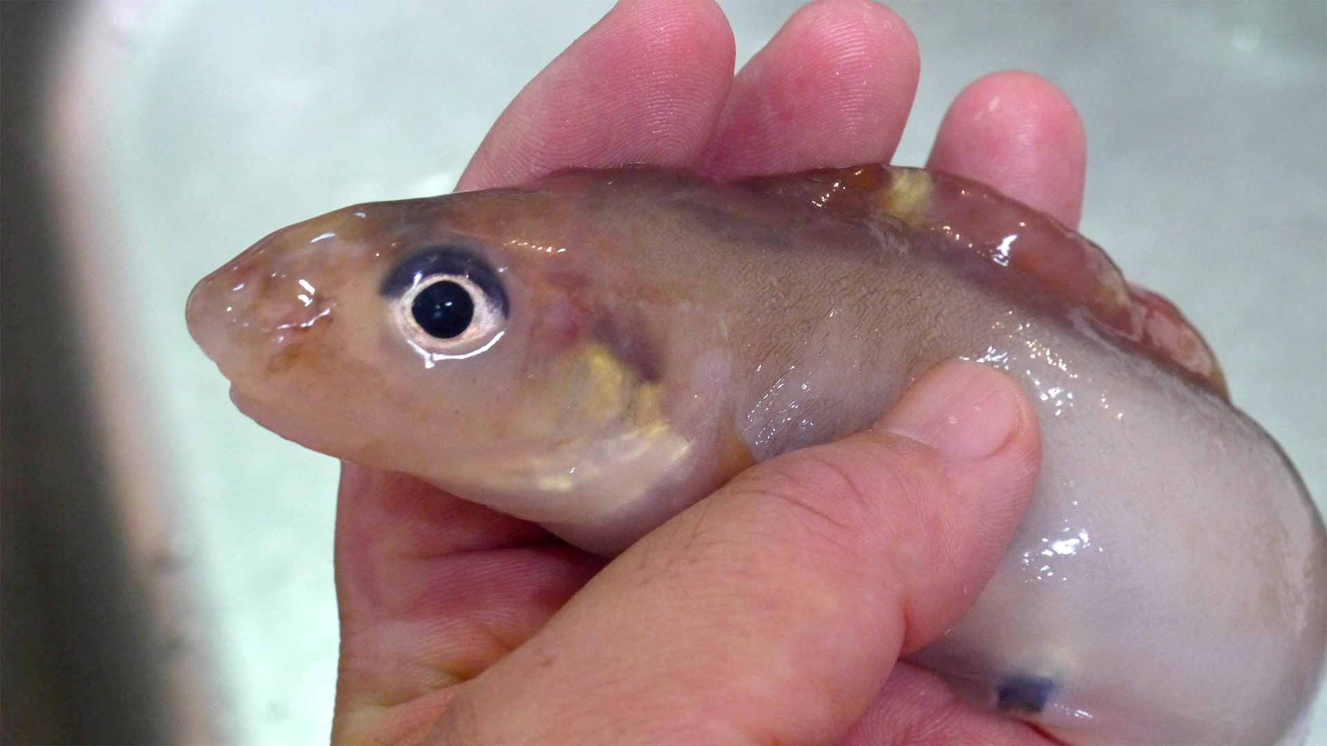 げんげ(水魚)