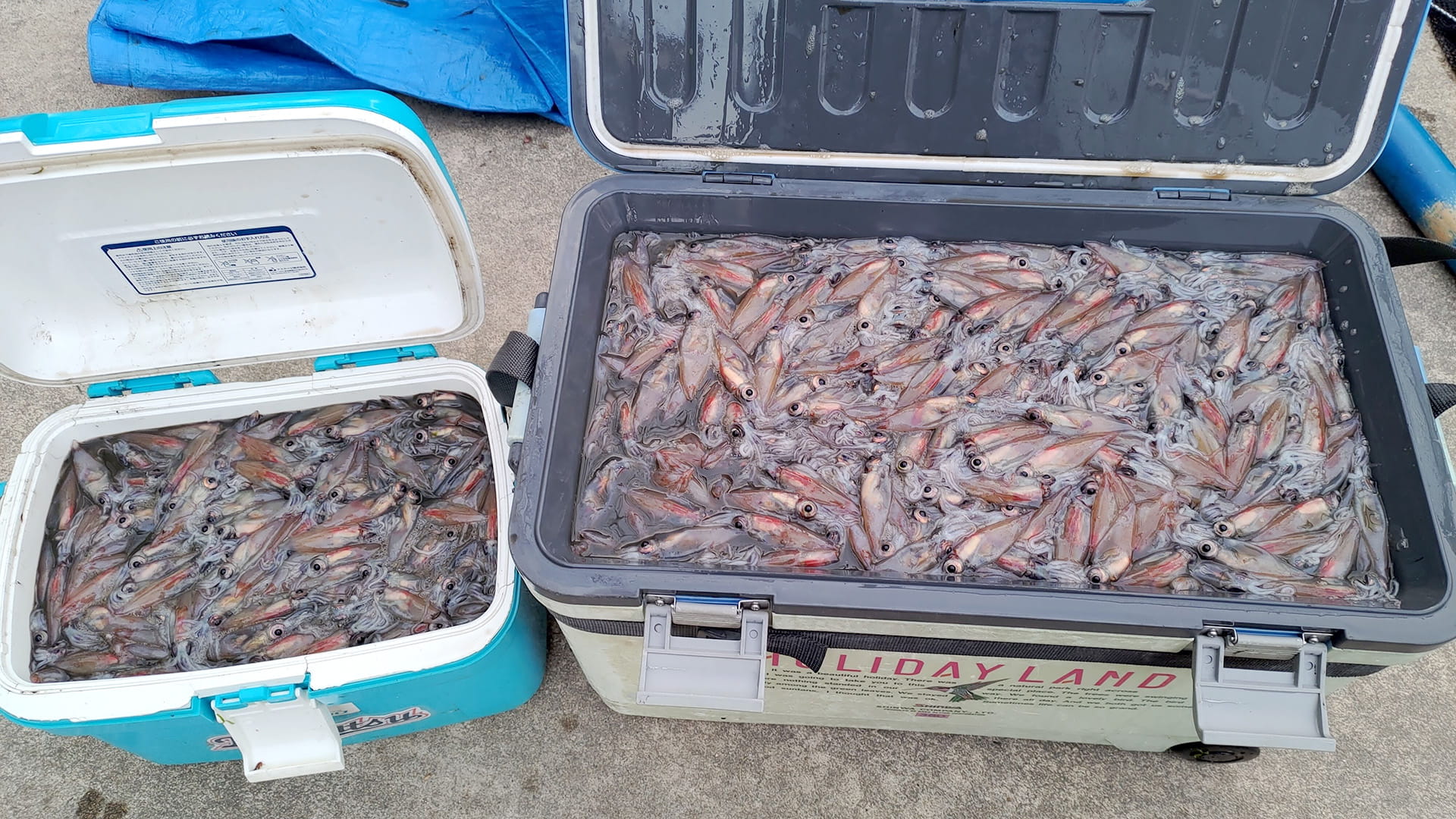 クーラーボックスに入った大量の生ホタルイカ 一般的な冷凍庫では厚労省基準を満たせない