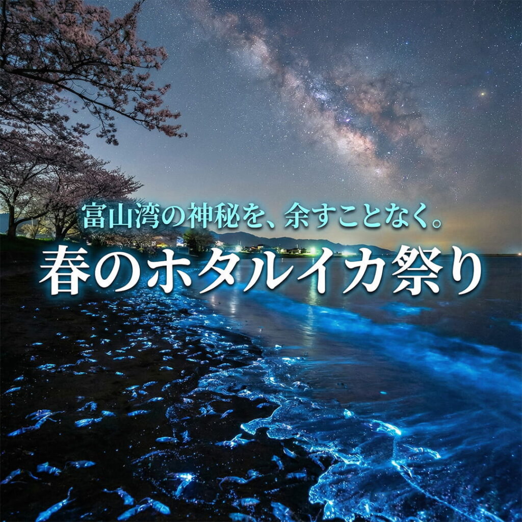 春のホタルイカ特集