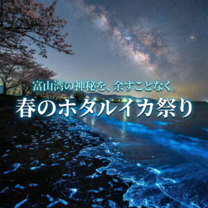 春のホタルイカ特集