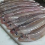 日本海で食される深海魚・げんげ