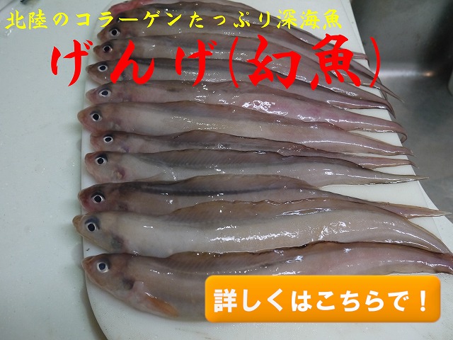 げんげ(幻魚)/水魚